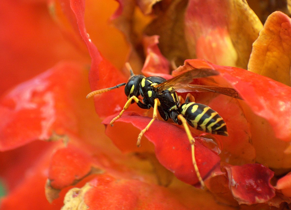 Polistes nimpha, Vespidae